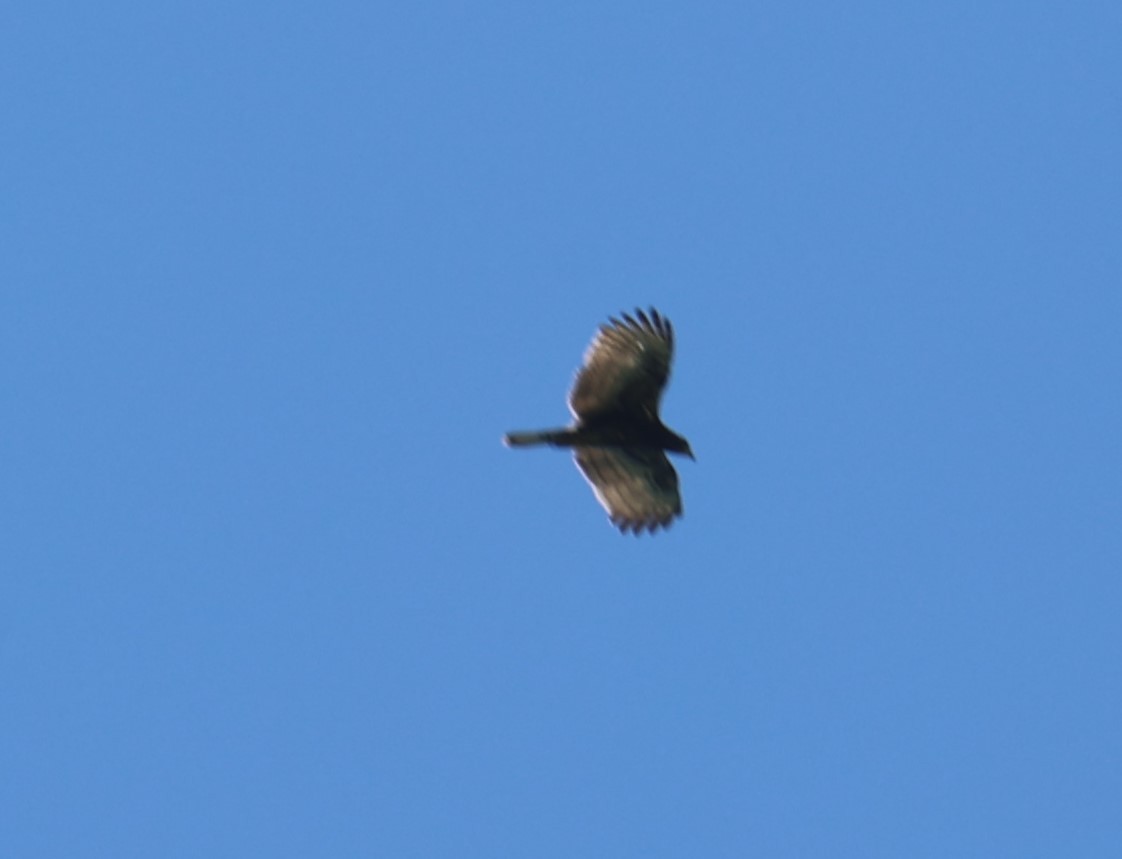 Oriental Honey-buzzard - Chengheng Hu