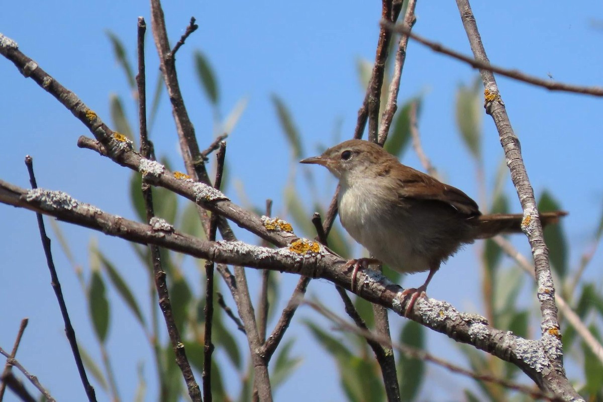 Cetti's Warbler - ML622095525