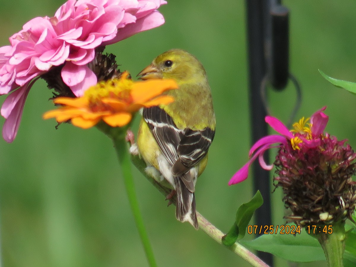 American Goldfinch - ML622095530