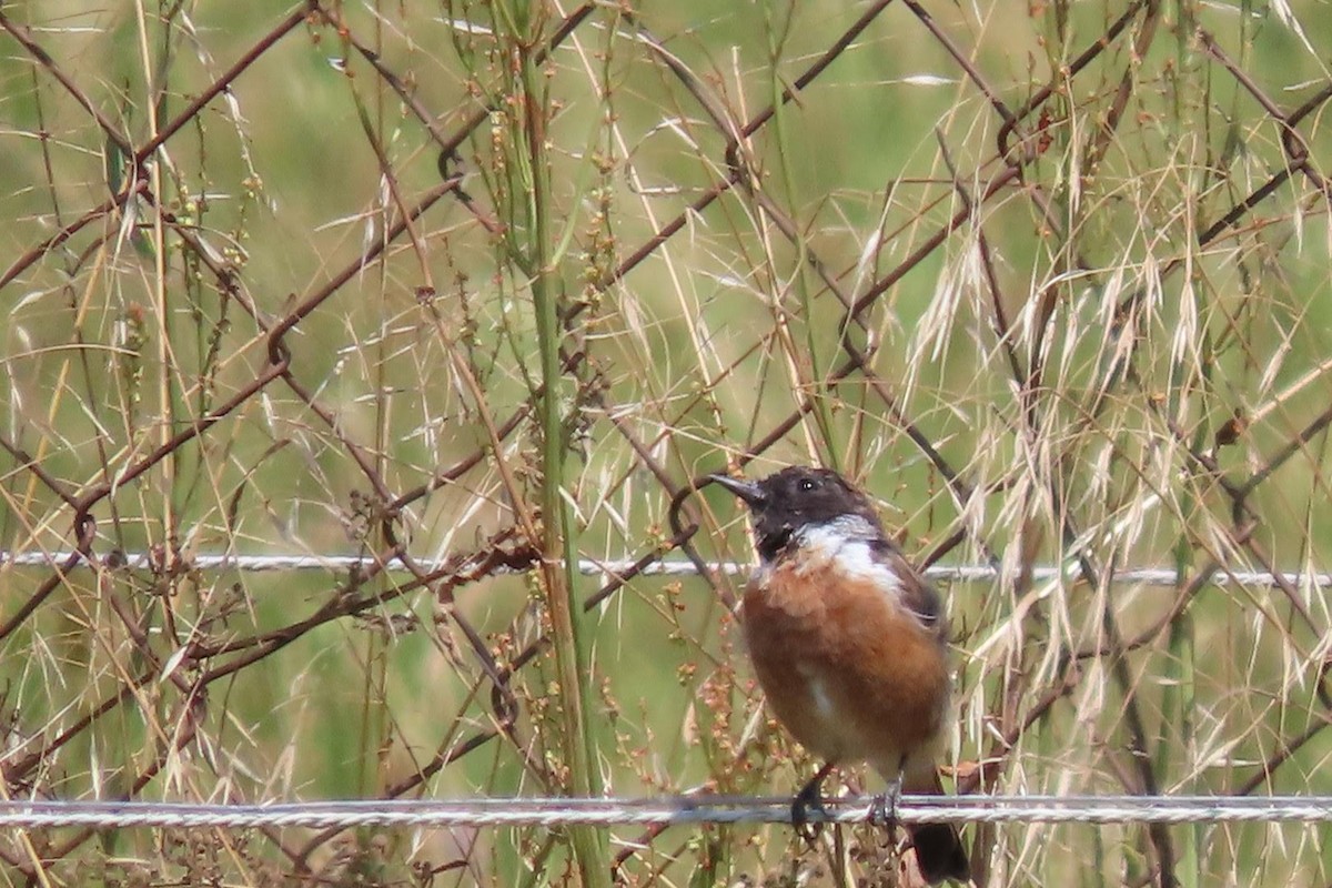 European Stonechat - ML622095539