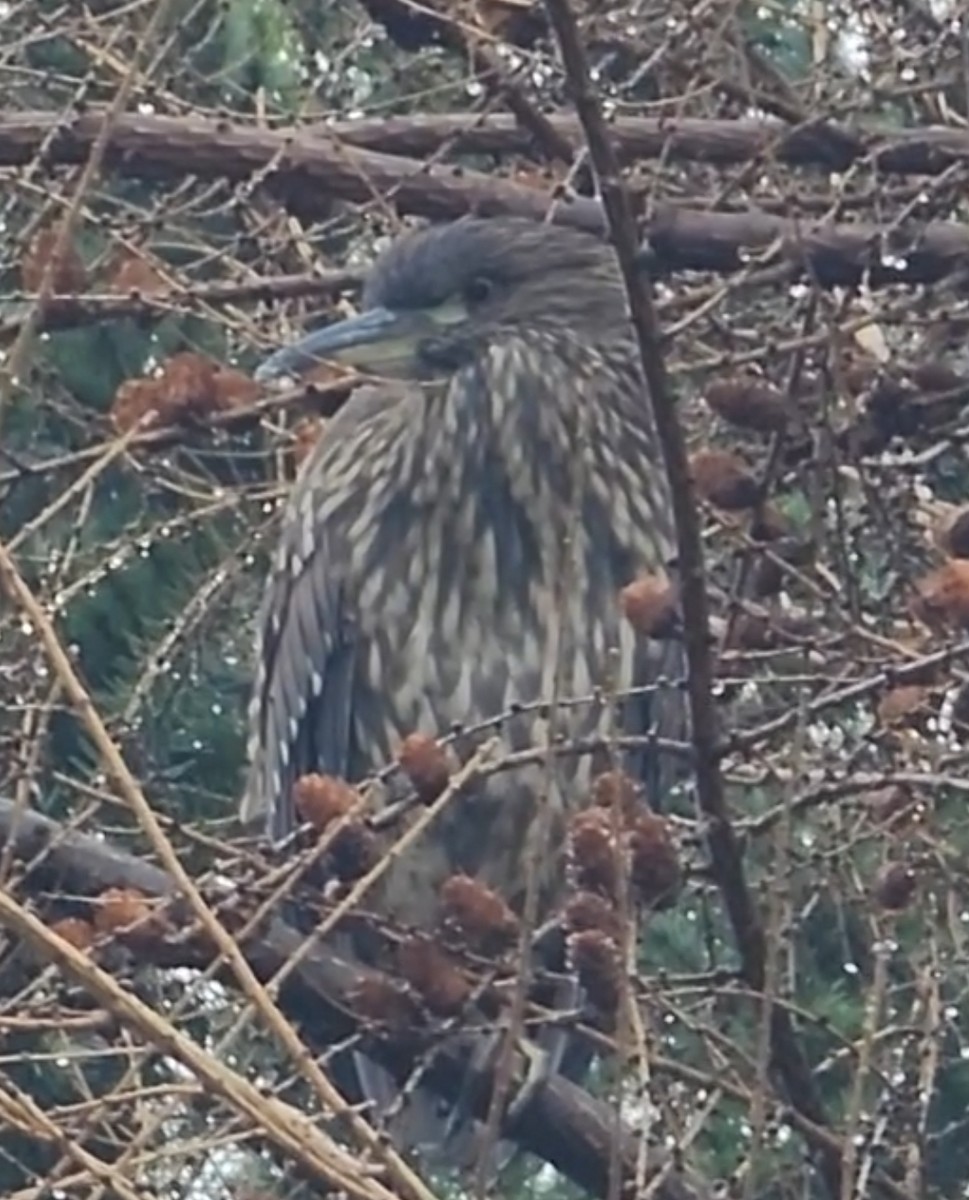 Black-crowned Night Heron - ML622095559