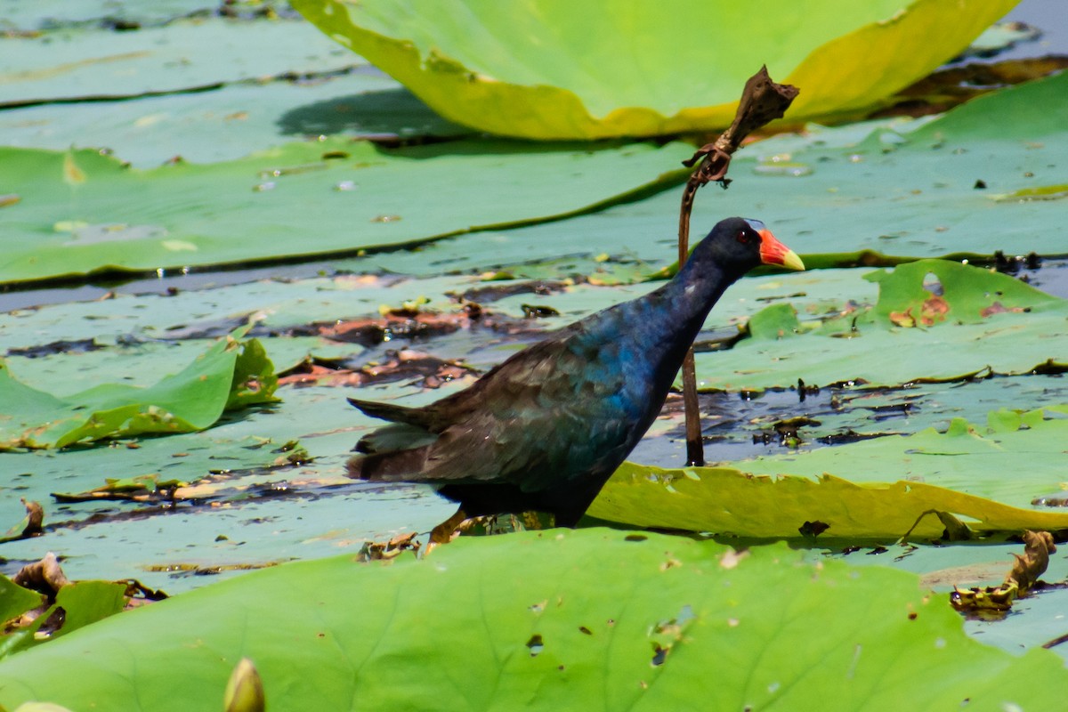 Purple Gallinule - ML622095562