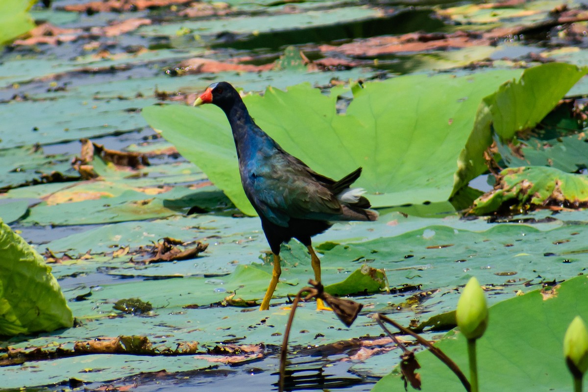 Purple Gallinule - ML622095564