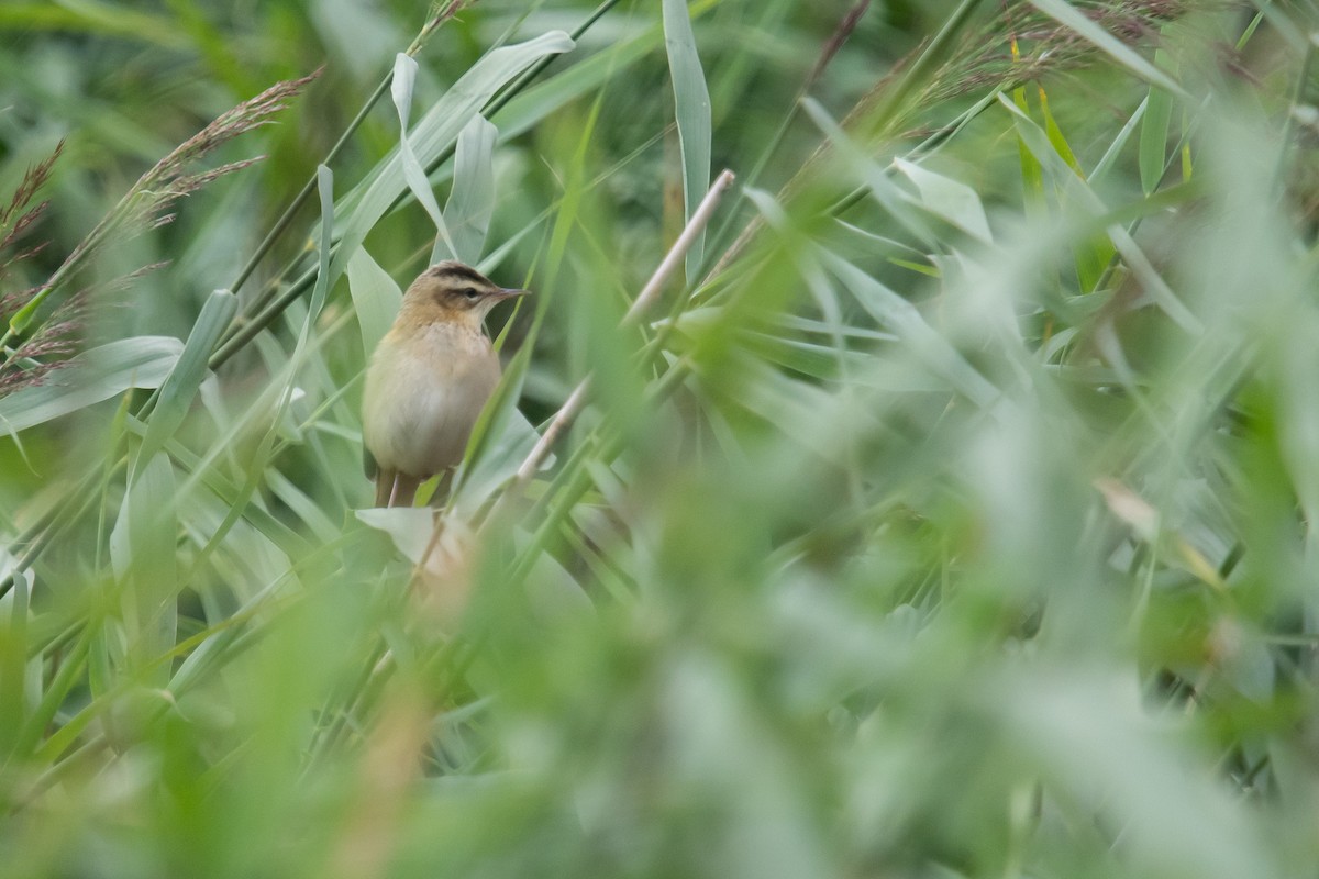 Sedge Warbler - ML622095566