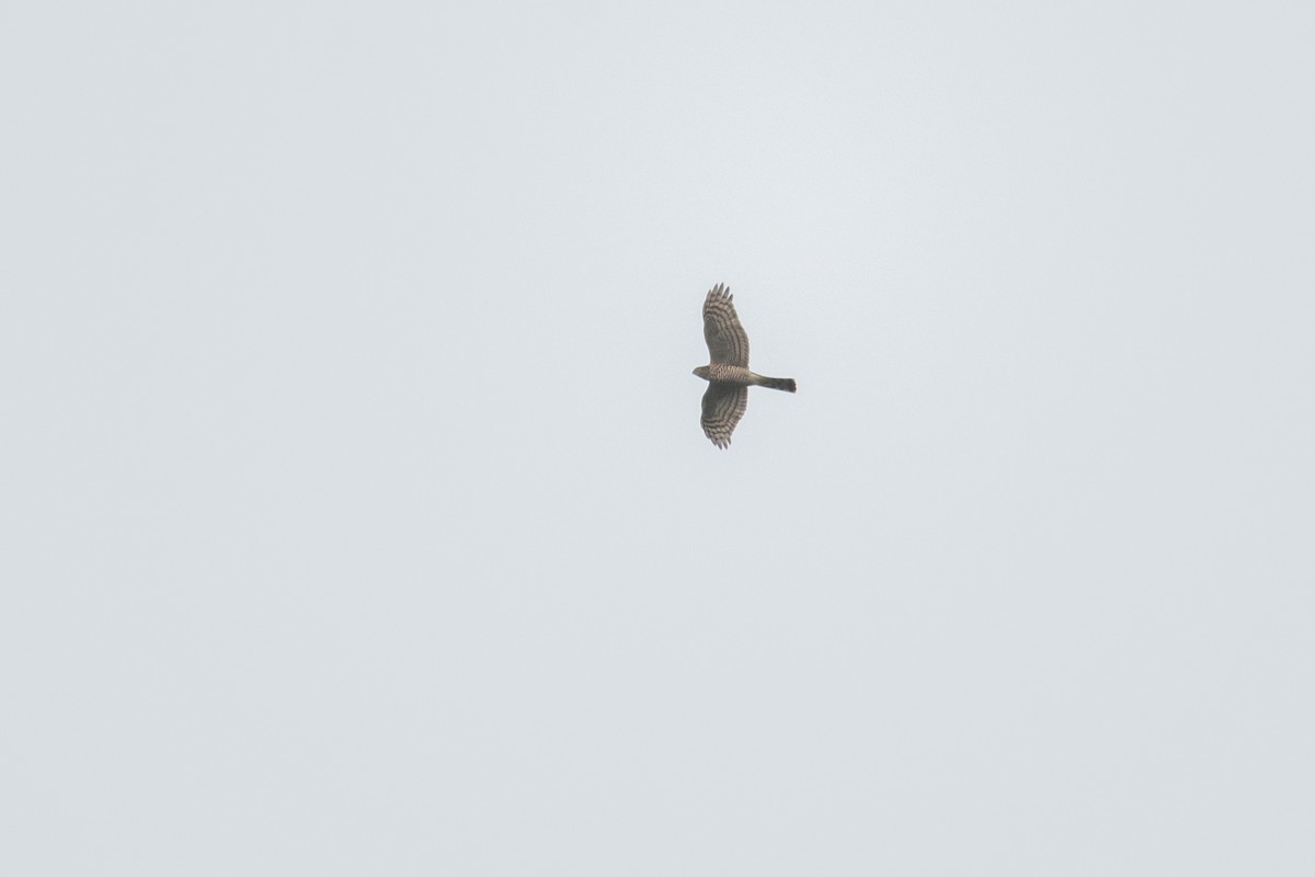 Eurasian Sparrowhawk - David Campbell