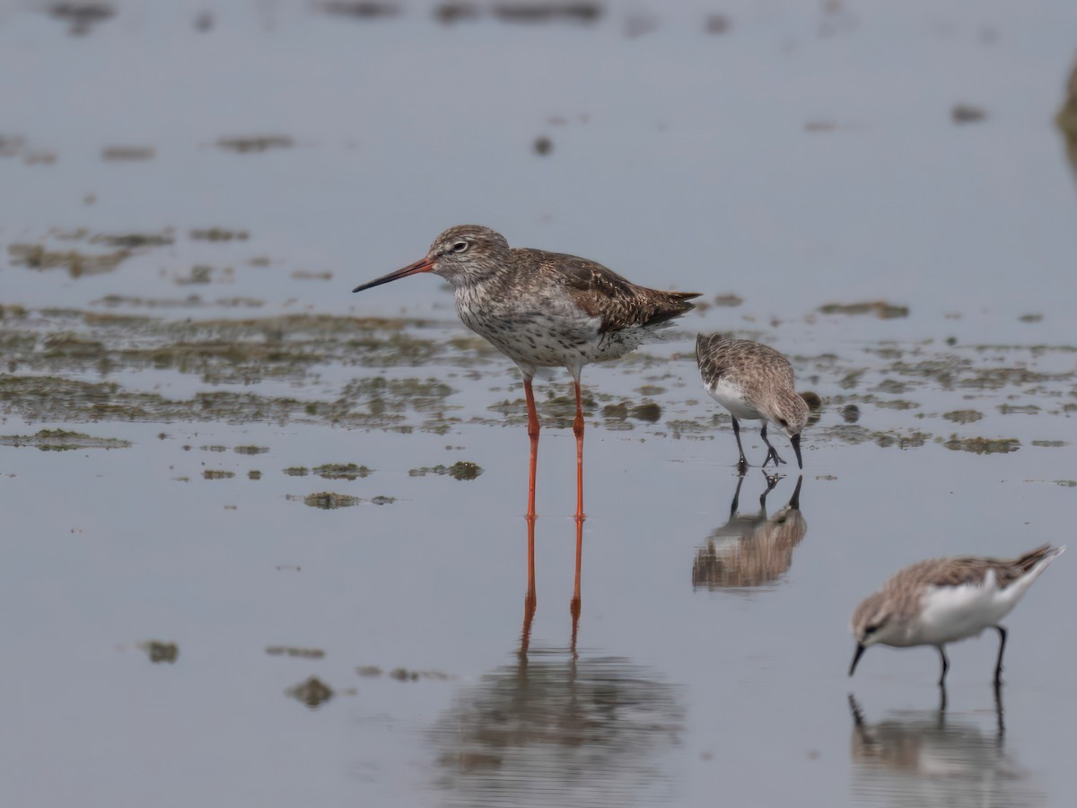 Common Redshank - Michael Sanders