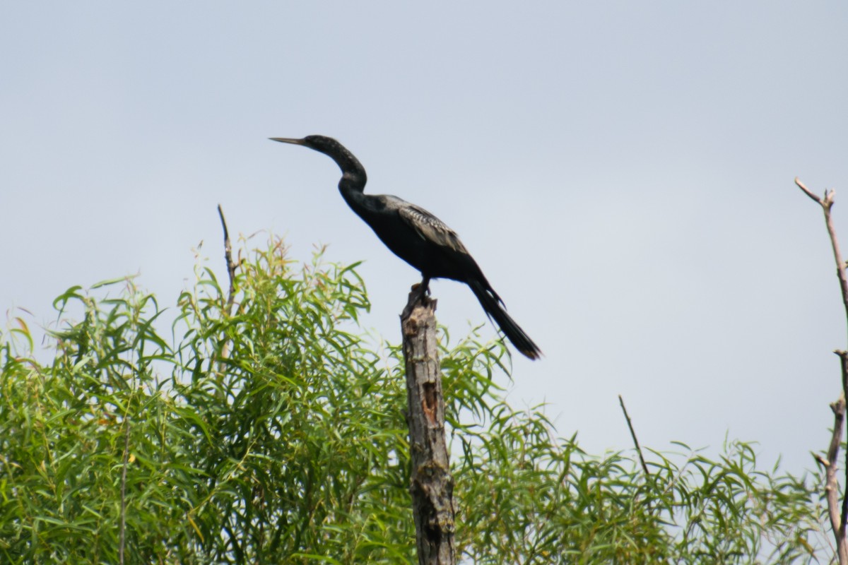 Anhinga - ML622095569