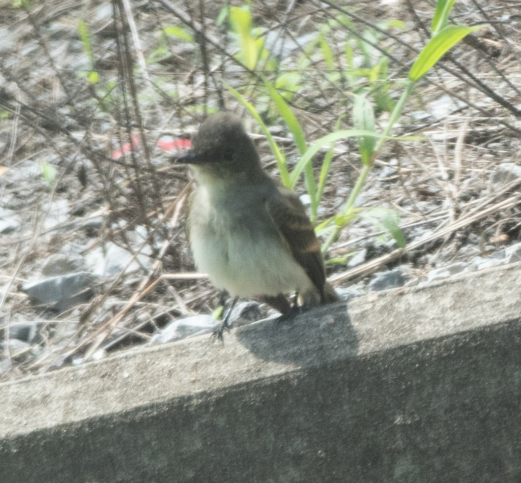 Eastern Phoebe - ML622095571