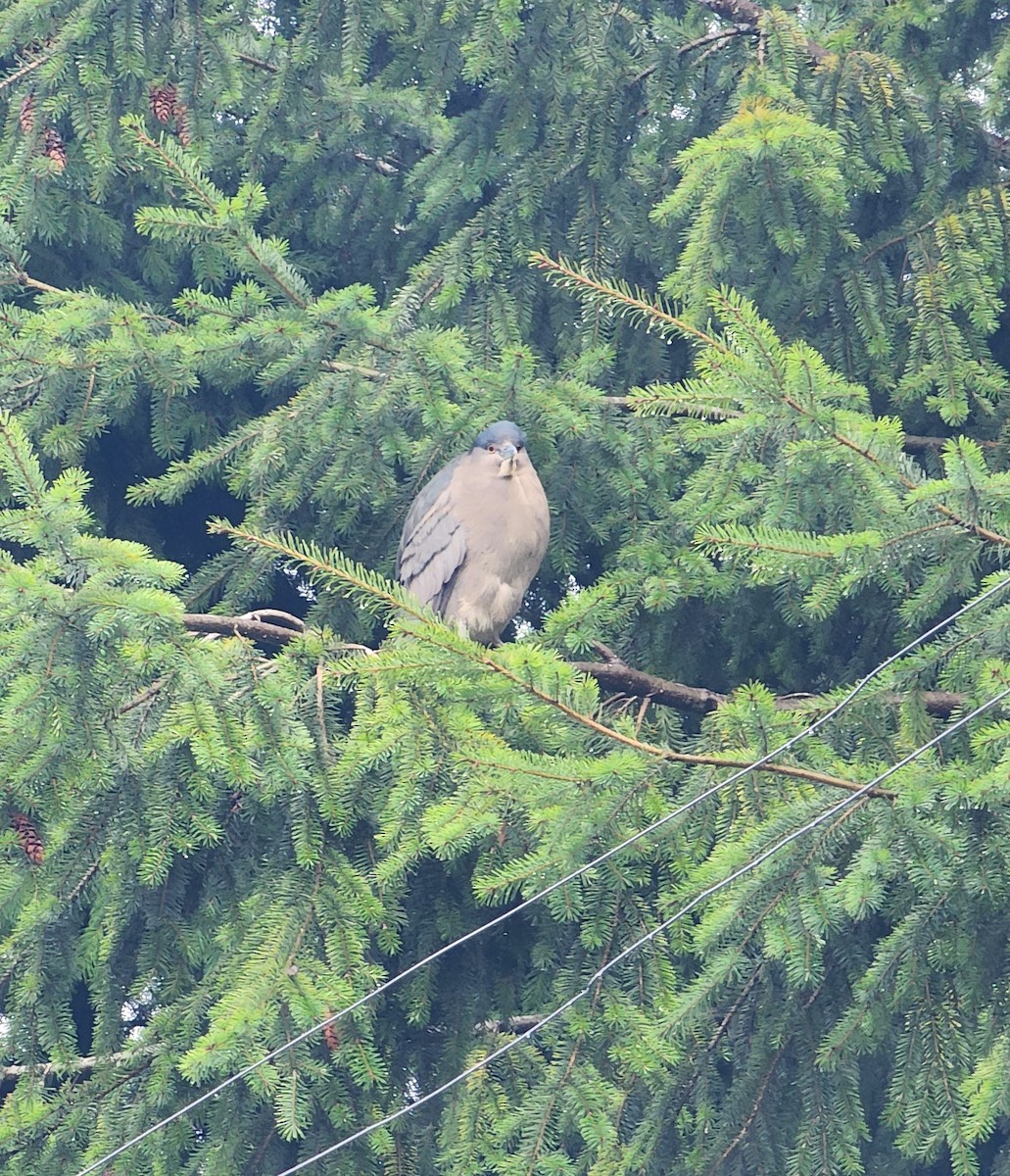 Black-crowned Night Heron - ML622095572