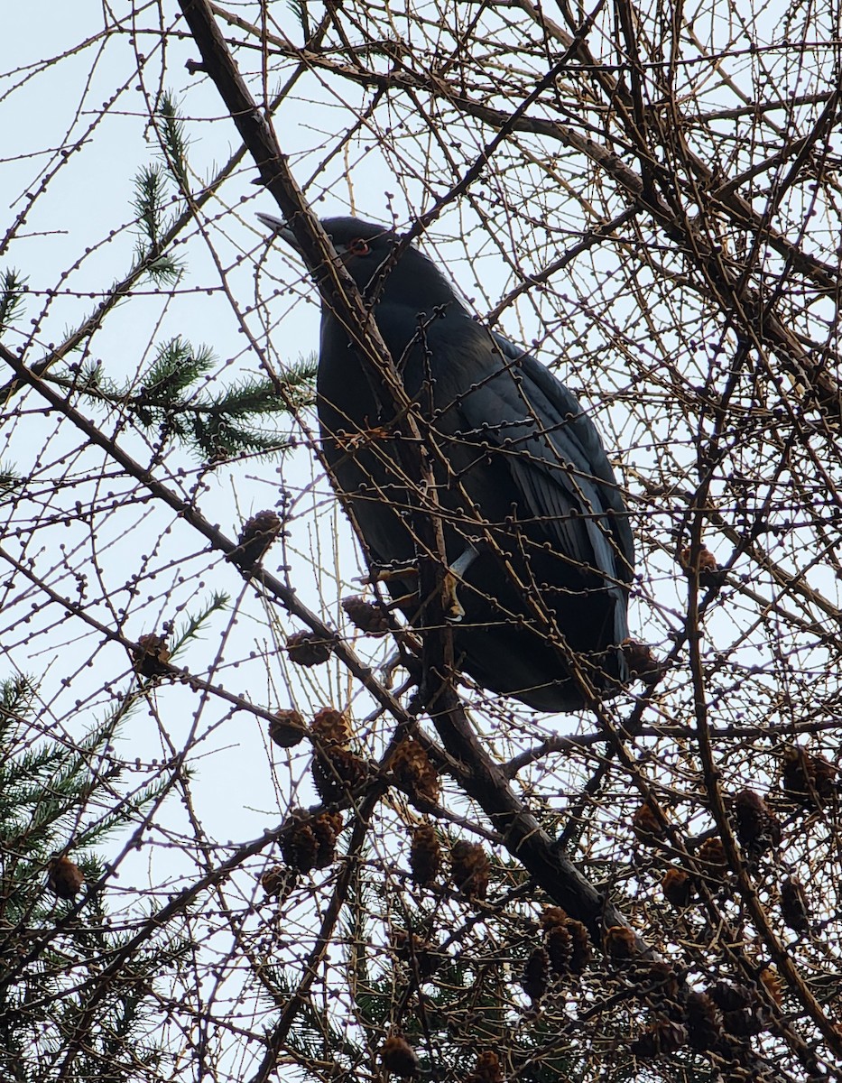 Black-crowned Night Heron - ML622095573