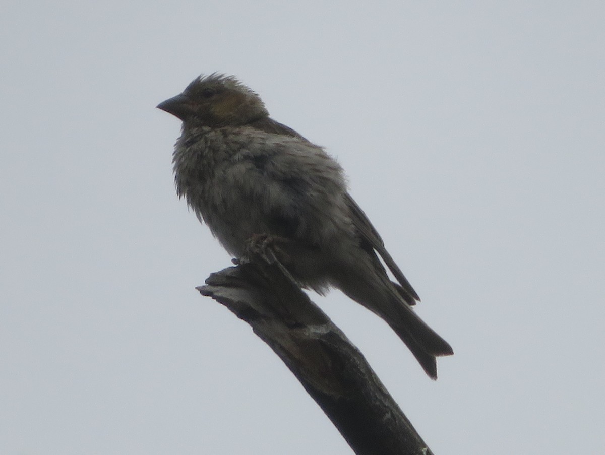 Cassin's Finch - ML622095574