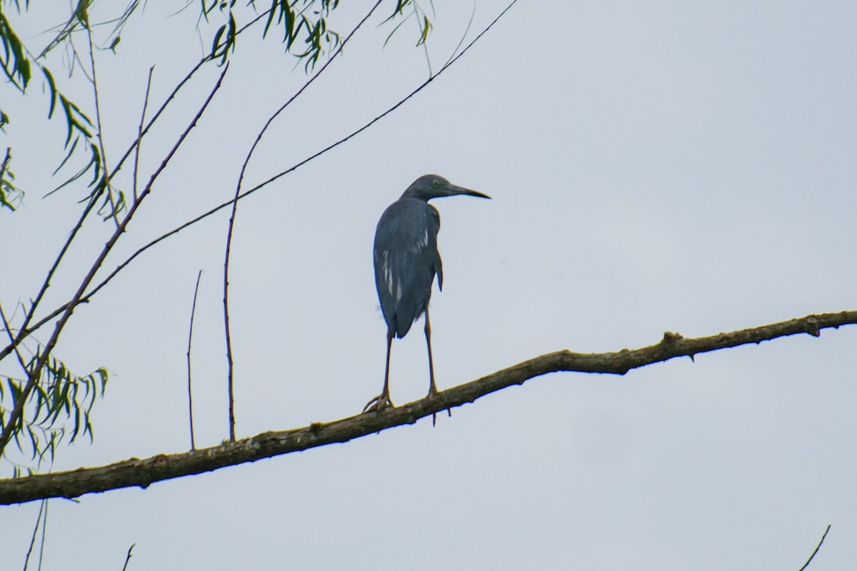 Little Blue Heron - ML622095575