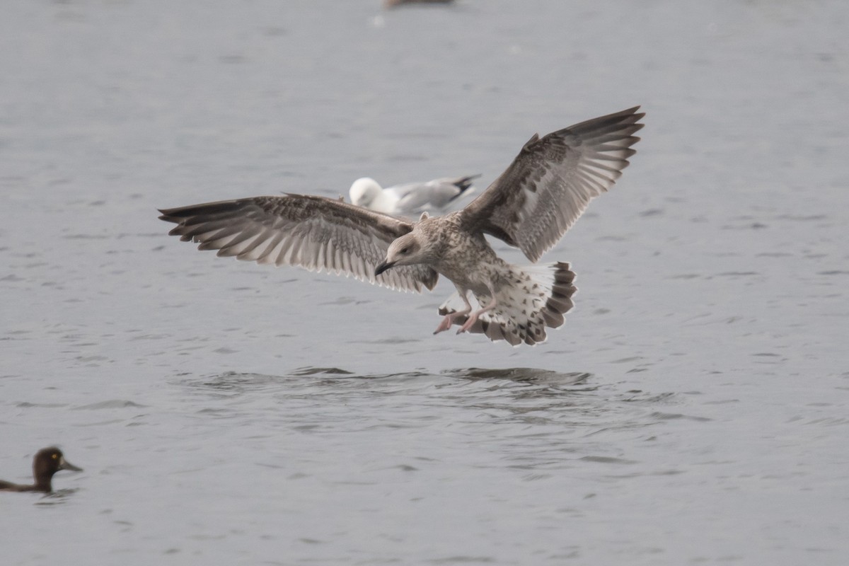 Yellow-legged Gull - ML622095579