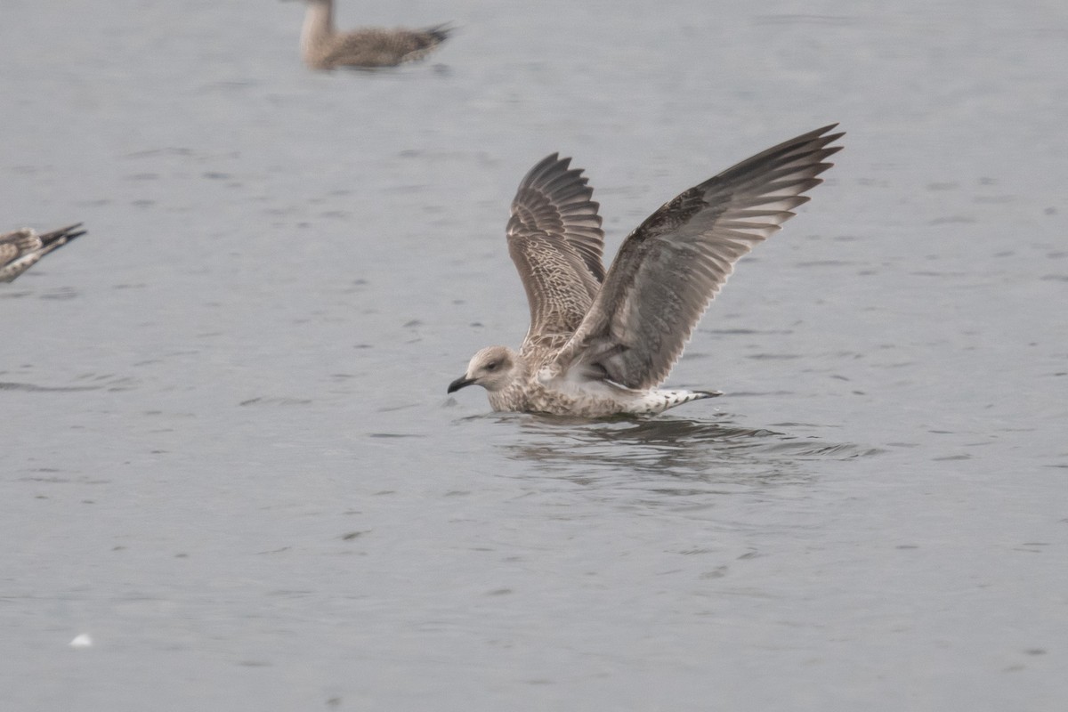 Yellow-legged Gull - ML622095580