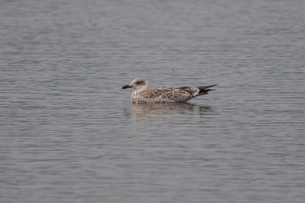 Yellow-legged Gull - ML622095581