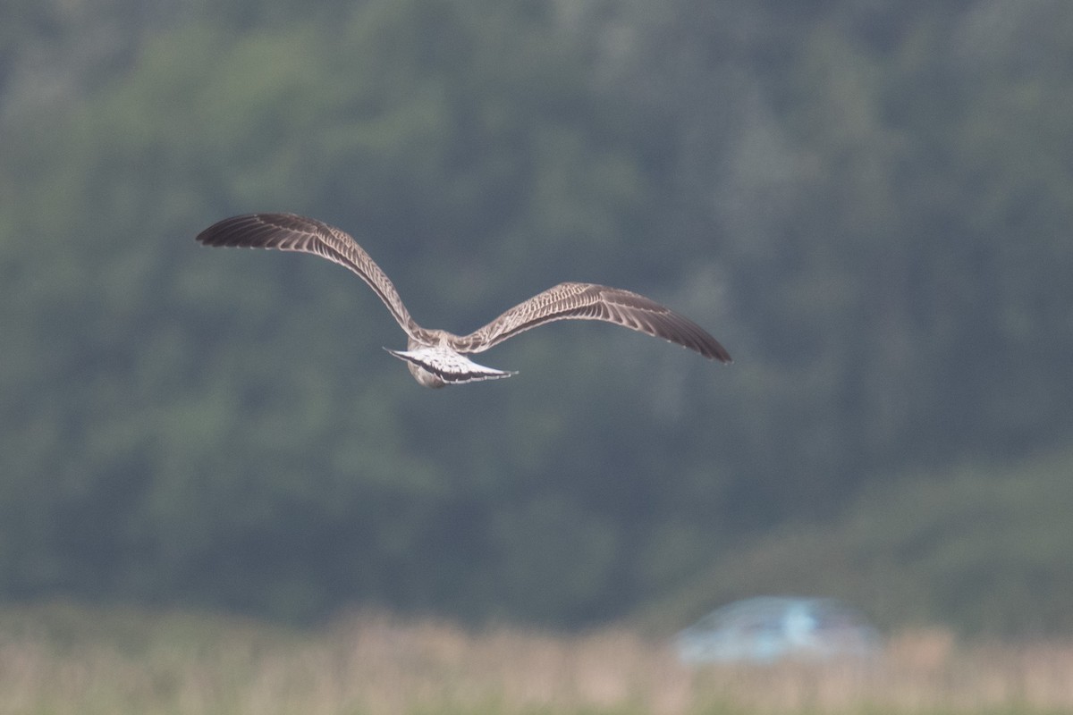 Yellow-legged Gull - ML622095582