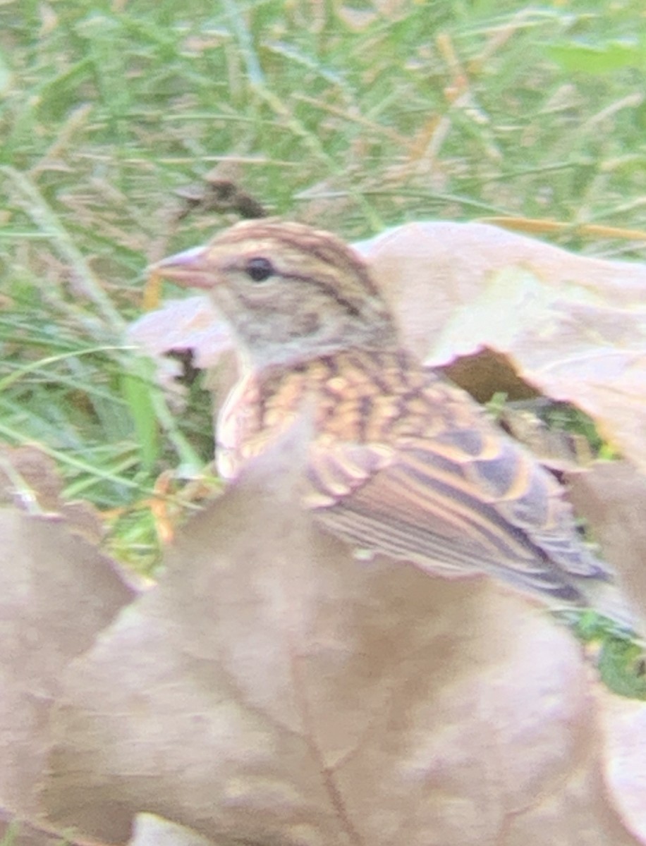 Chipping Sparrow - ML622095583