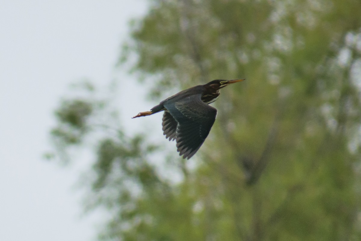 Green Heron - ML622095594