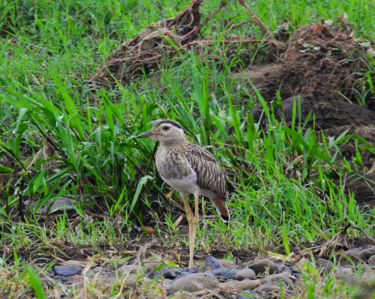 Double-striped Thick-knee - ML622095597
