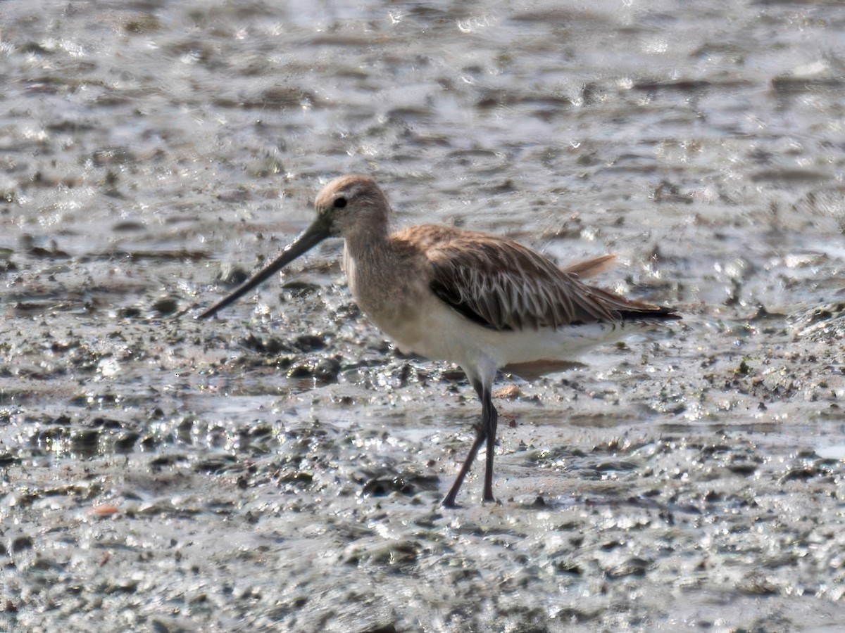 Bar-tailed Godwit - ML622095598