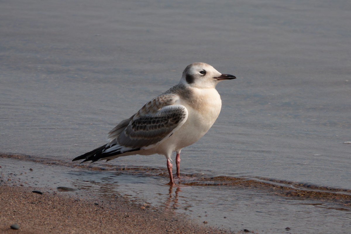 Bonaparte's Gull - ML622095599