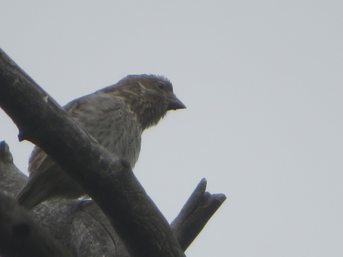 Cassin's Finch - ML622095600