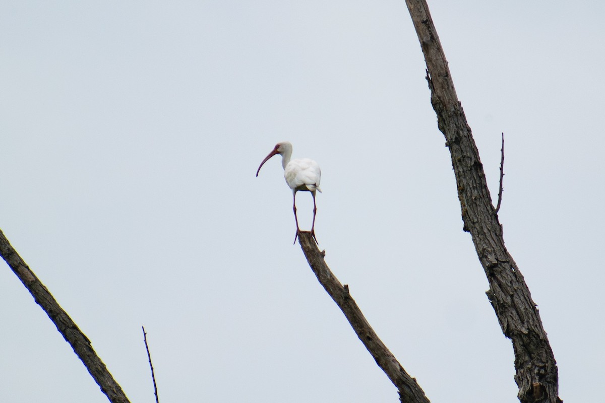 White Ibis - ML622095601