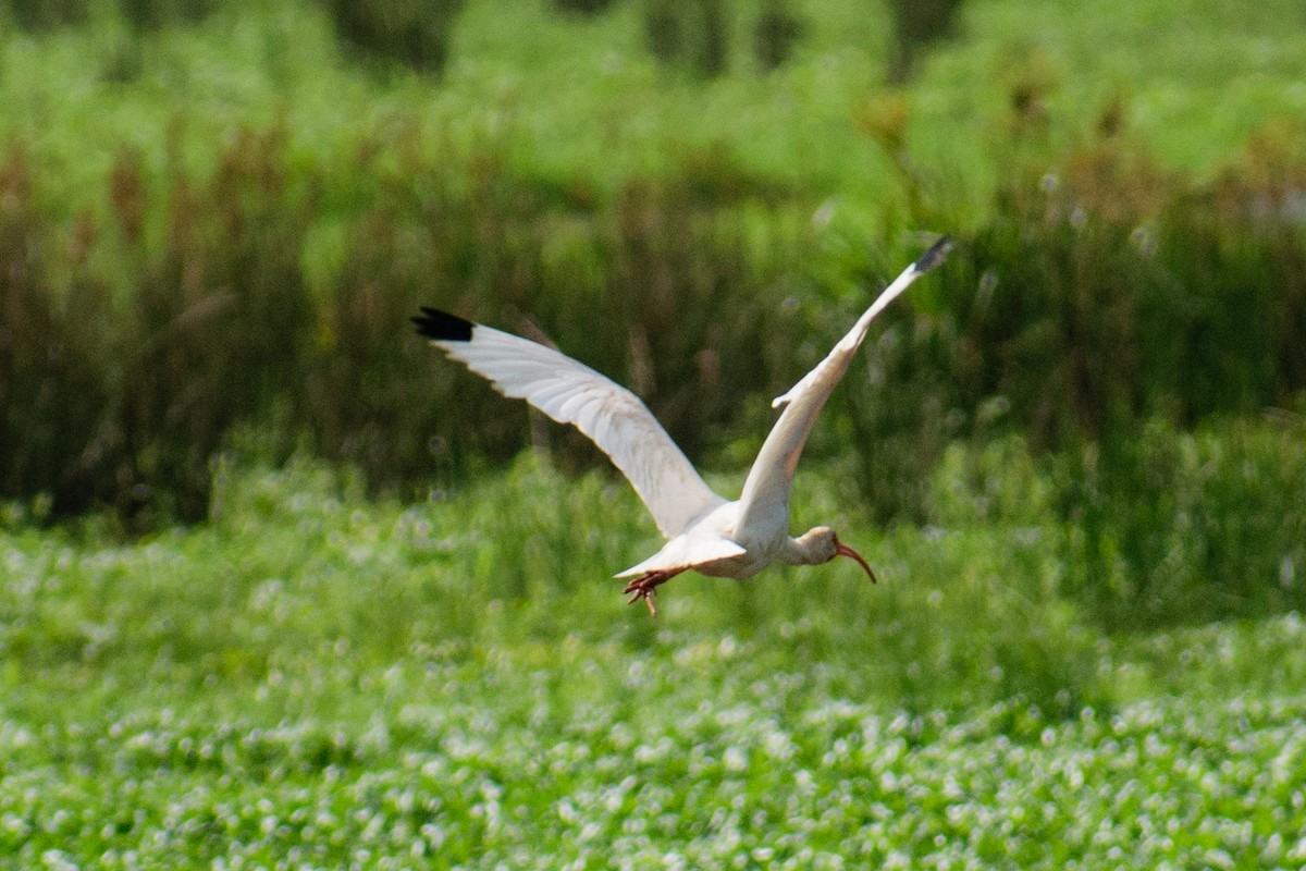 White Ibis - ML622095602