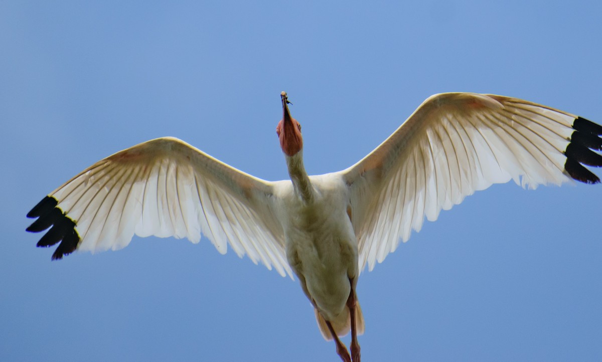 White Ibis - ML622095603