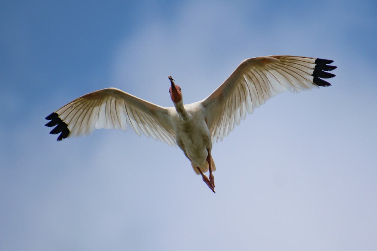 White Ibis - ML622095604