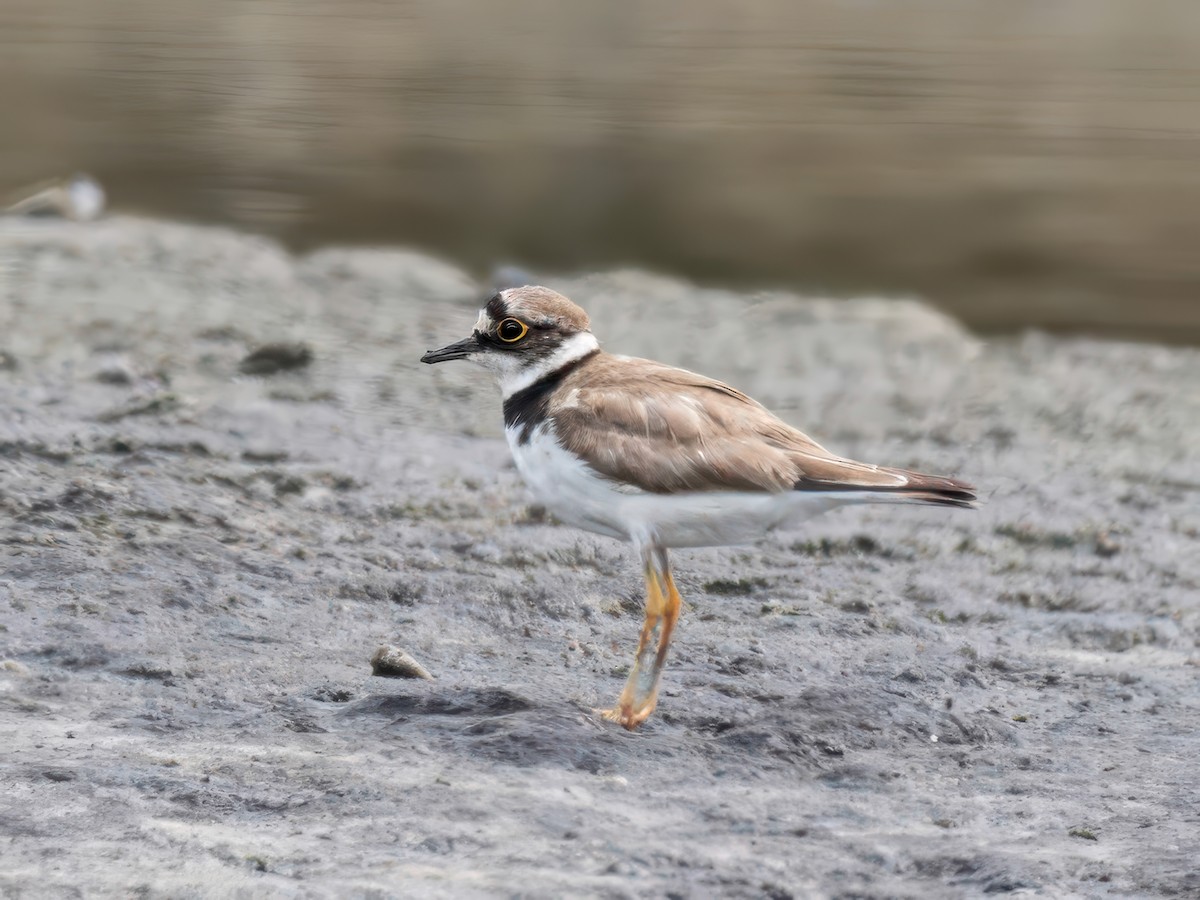 Little Ringed Plover - ML622095605