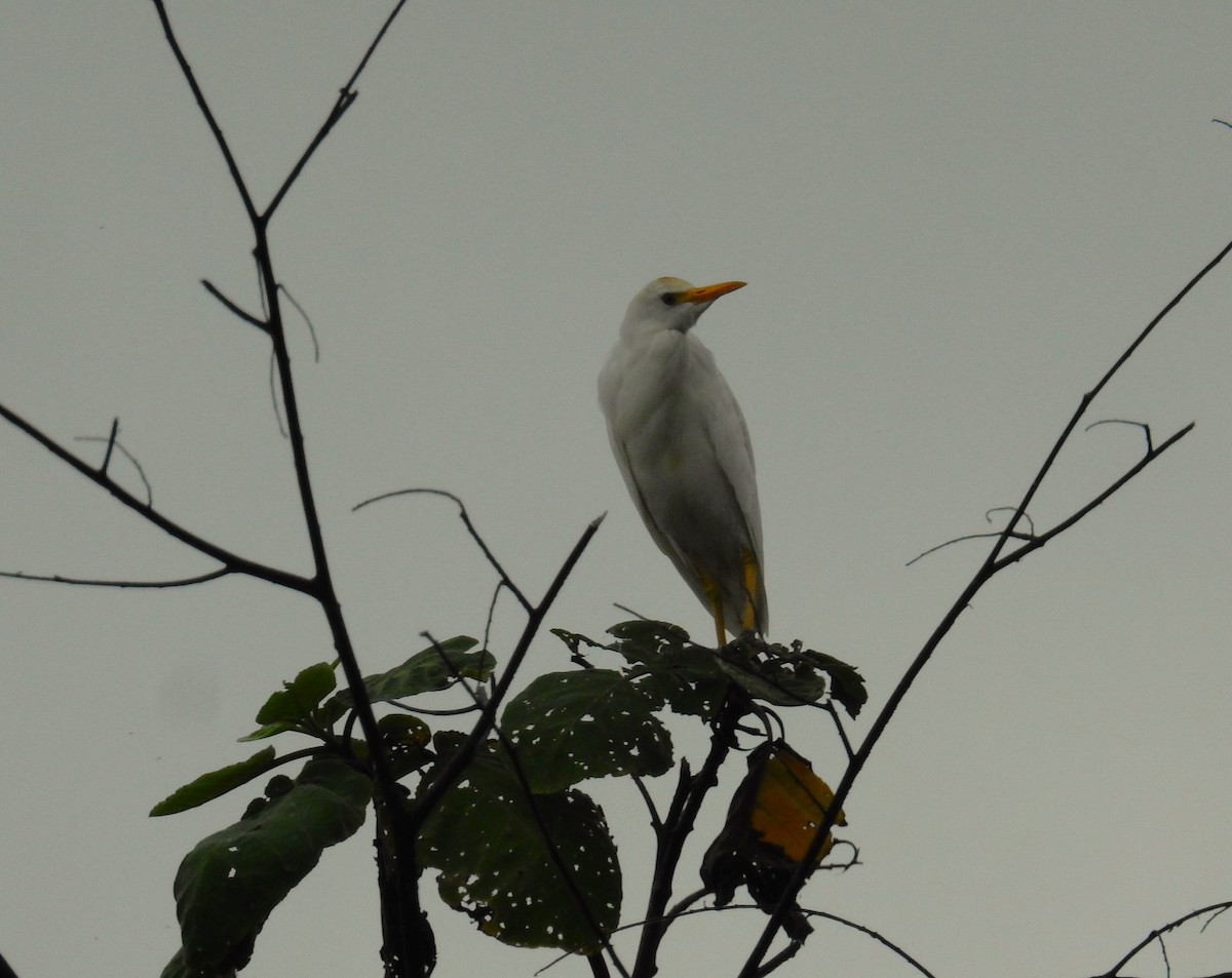 Western Cattle Egret - ML622095607