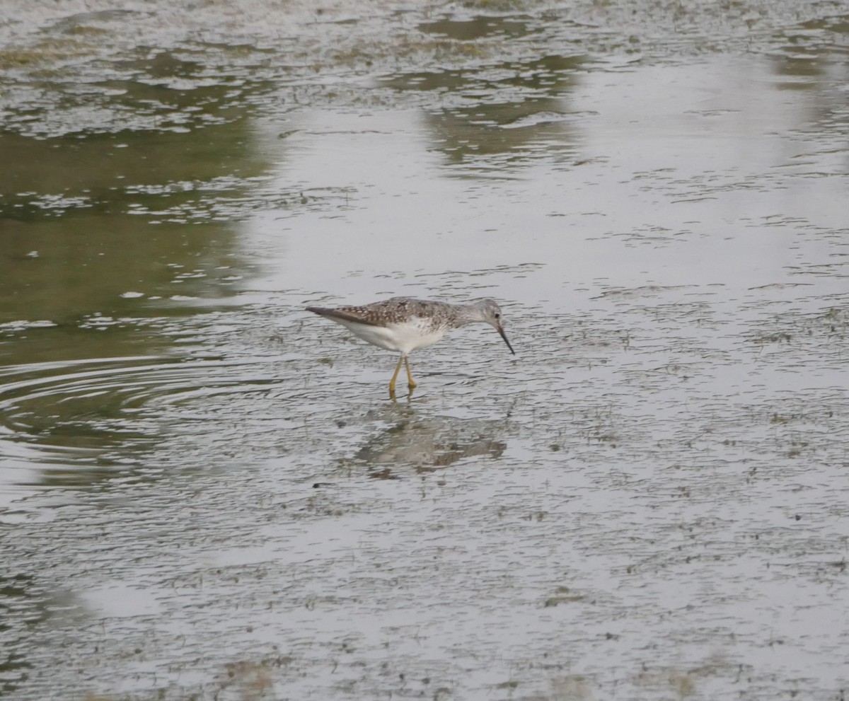 Lesser Yellowlegs - ML622095608