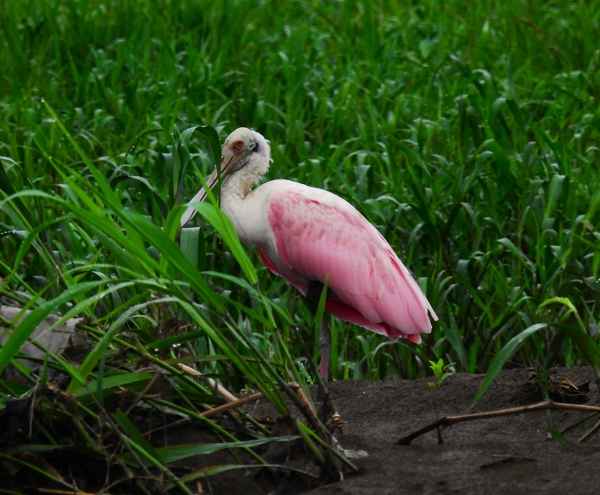 Roseate Spoonbill - Fernando T Rico