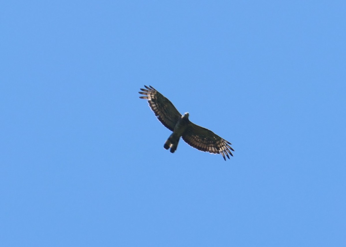 Oriental Honey-buzzard - Chengheng Hu