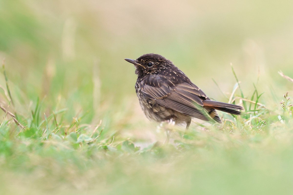 Bluethroat - Zbigniew Kajzer