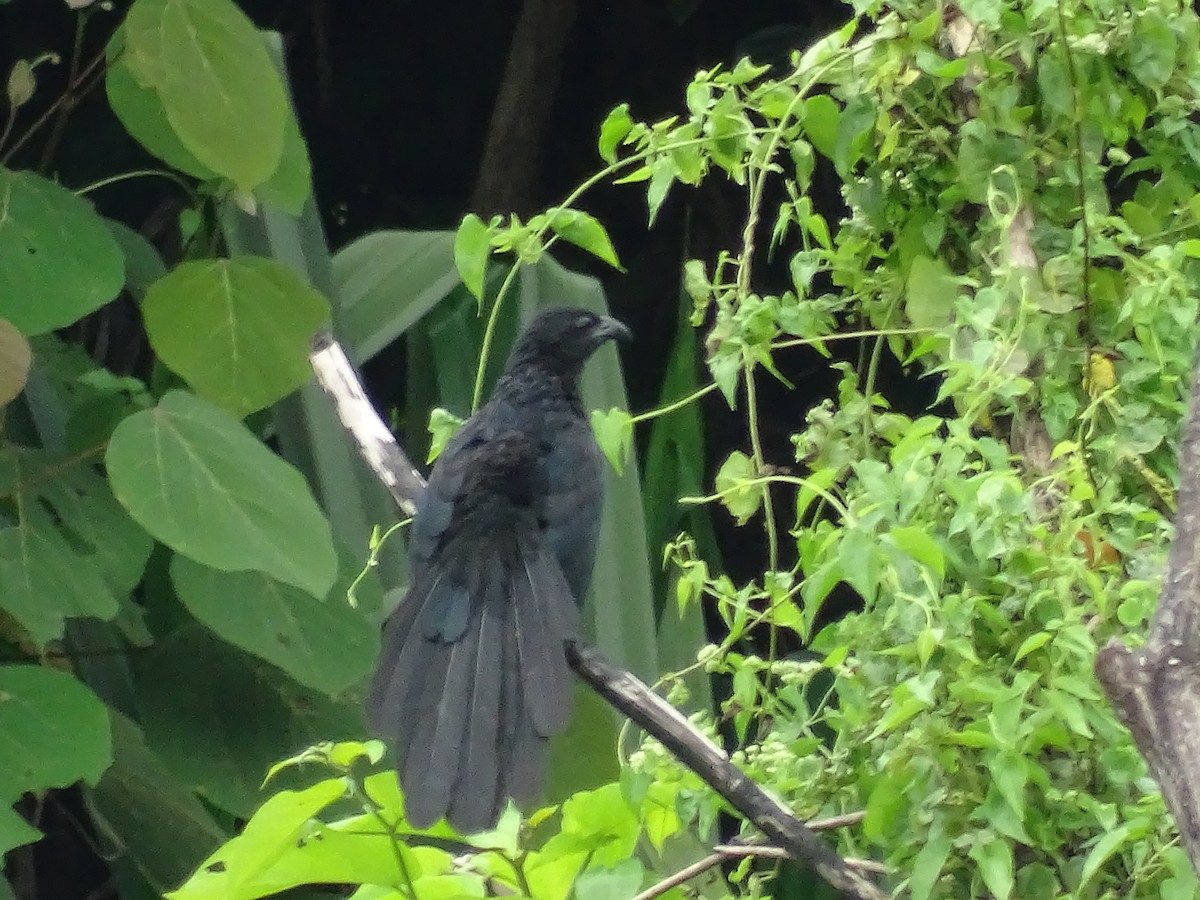 Lesser Black Coucal - ML622095657
