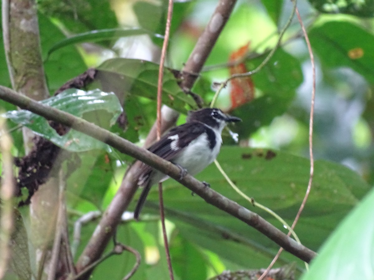 Black-sided Robin - ML622095734