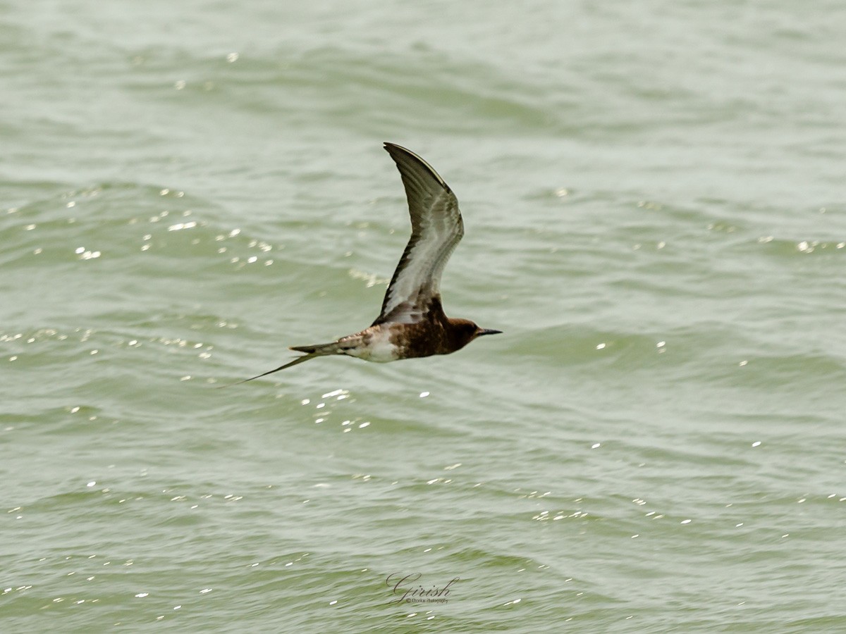 Sooty Tern - ML622095738