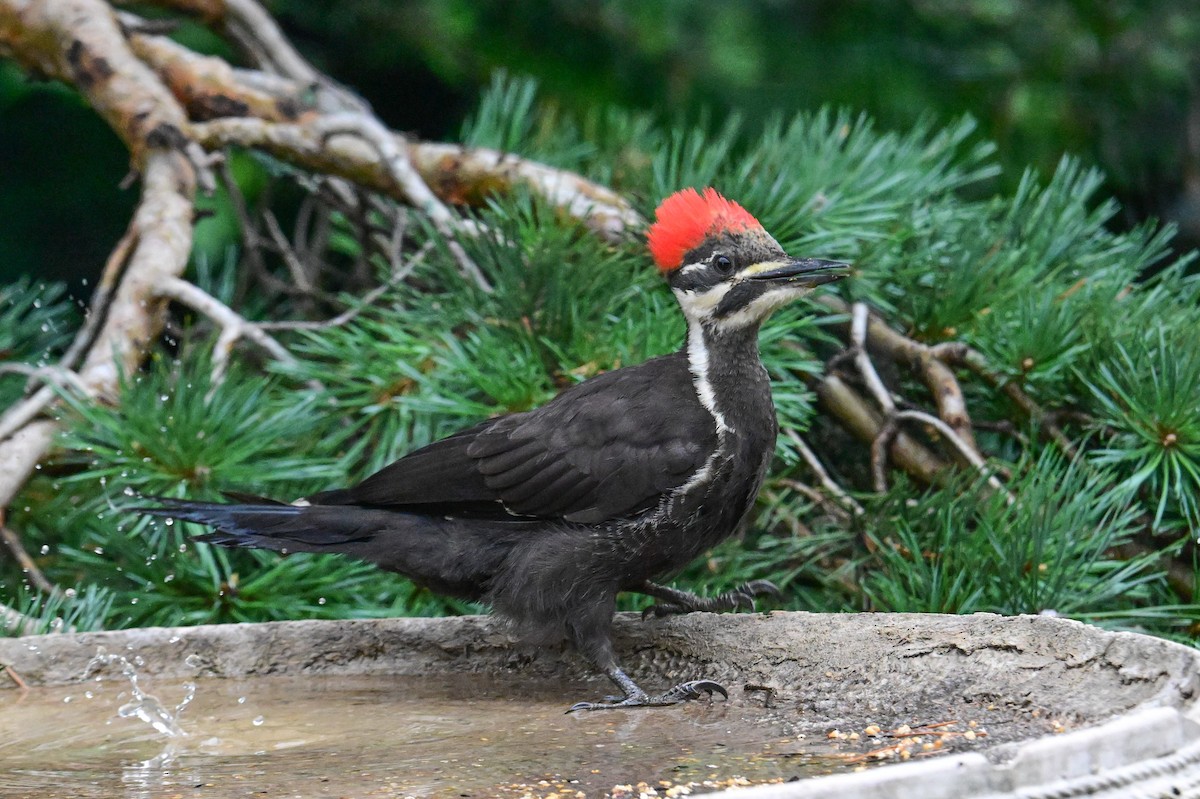 Pileated Woodpecker - ML622095776