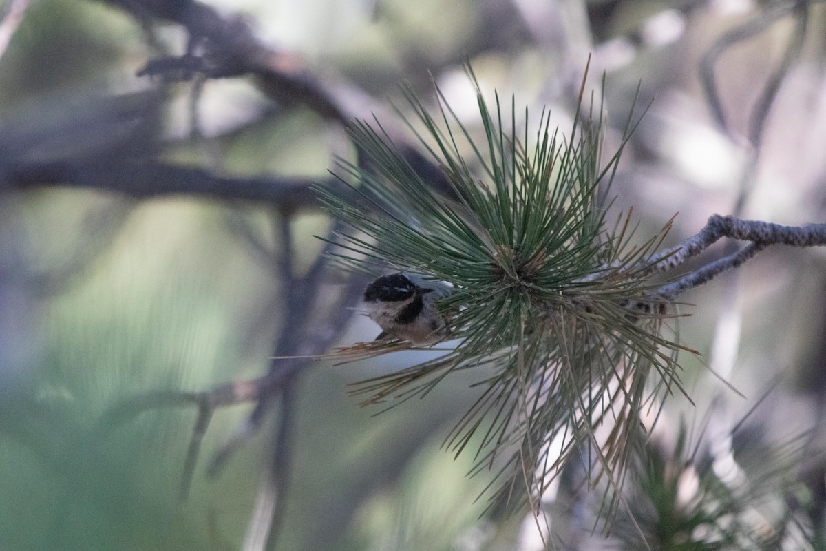 Mountain Chickadee - ML622095777