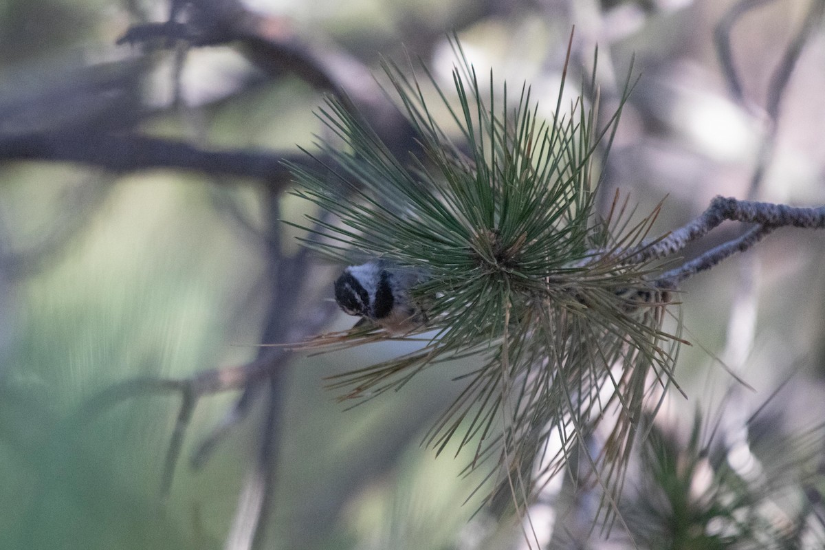 Mountain Chickadee - ML622095778