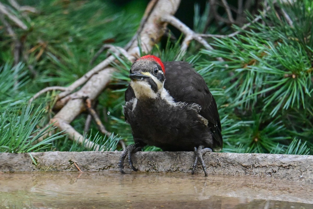 Pileated Woodpecker - ML622095779