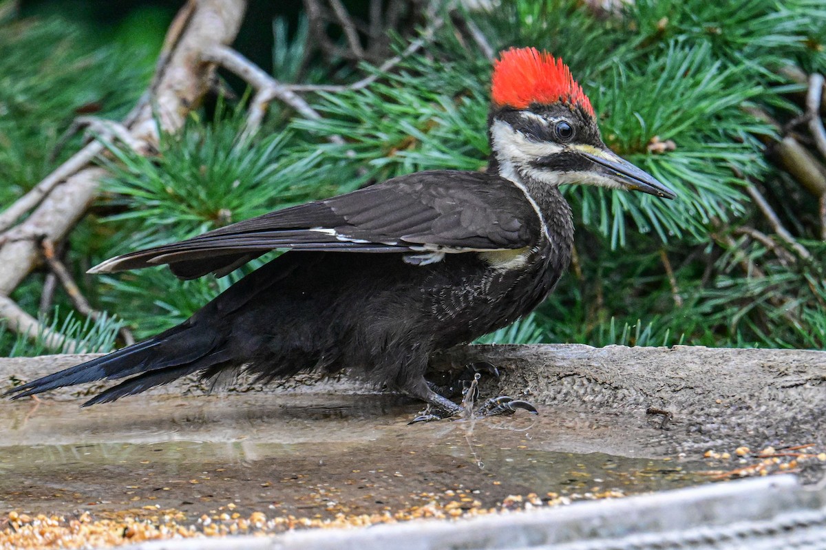 Pileated Woodpecker - ML622095780