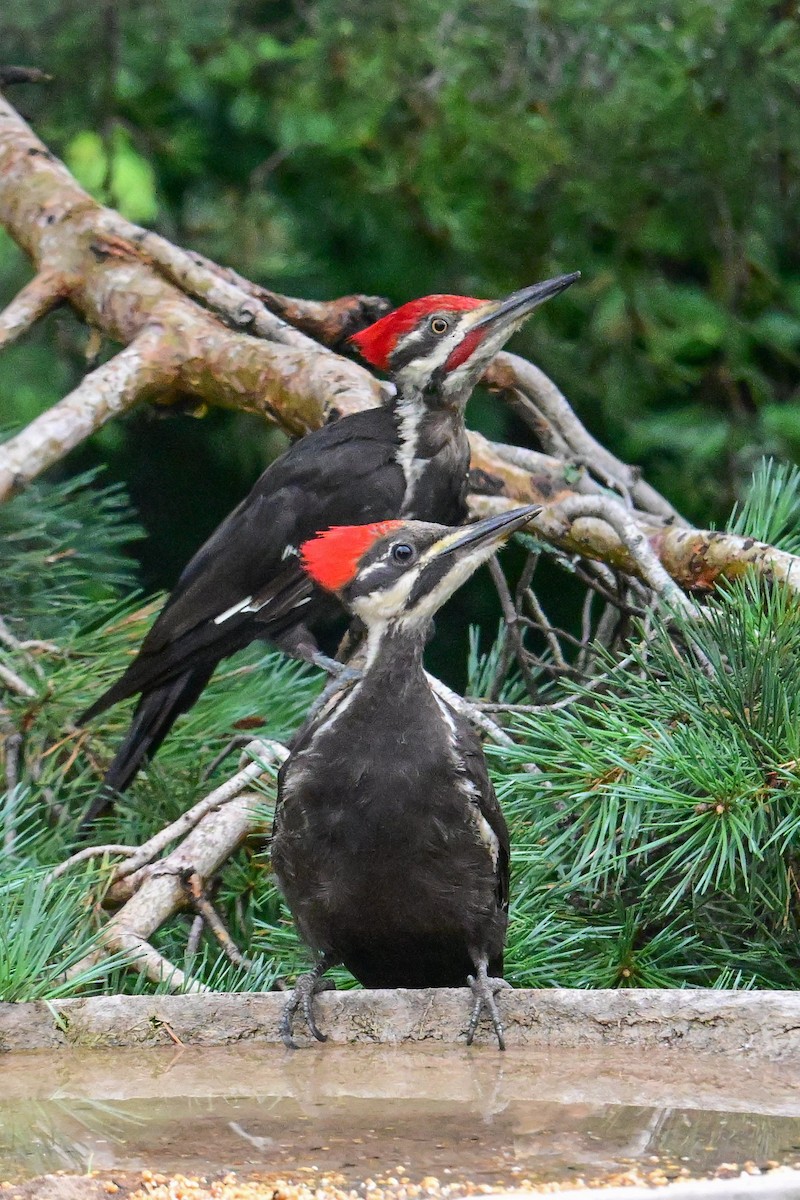 Pileated Woodpecker - Serg Tremblay