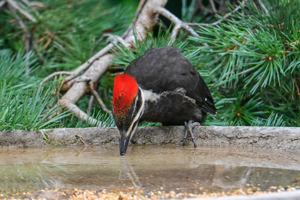 Pileated Woodpecker - ML622095782