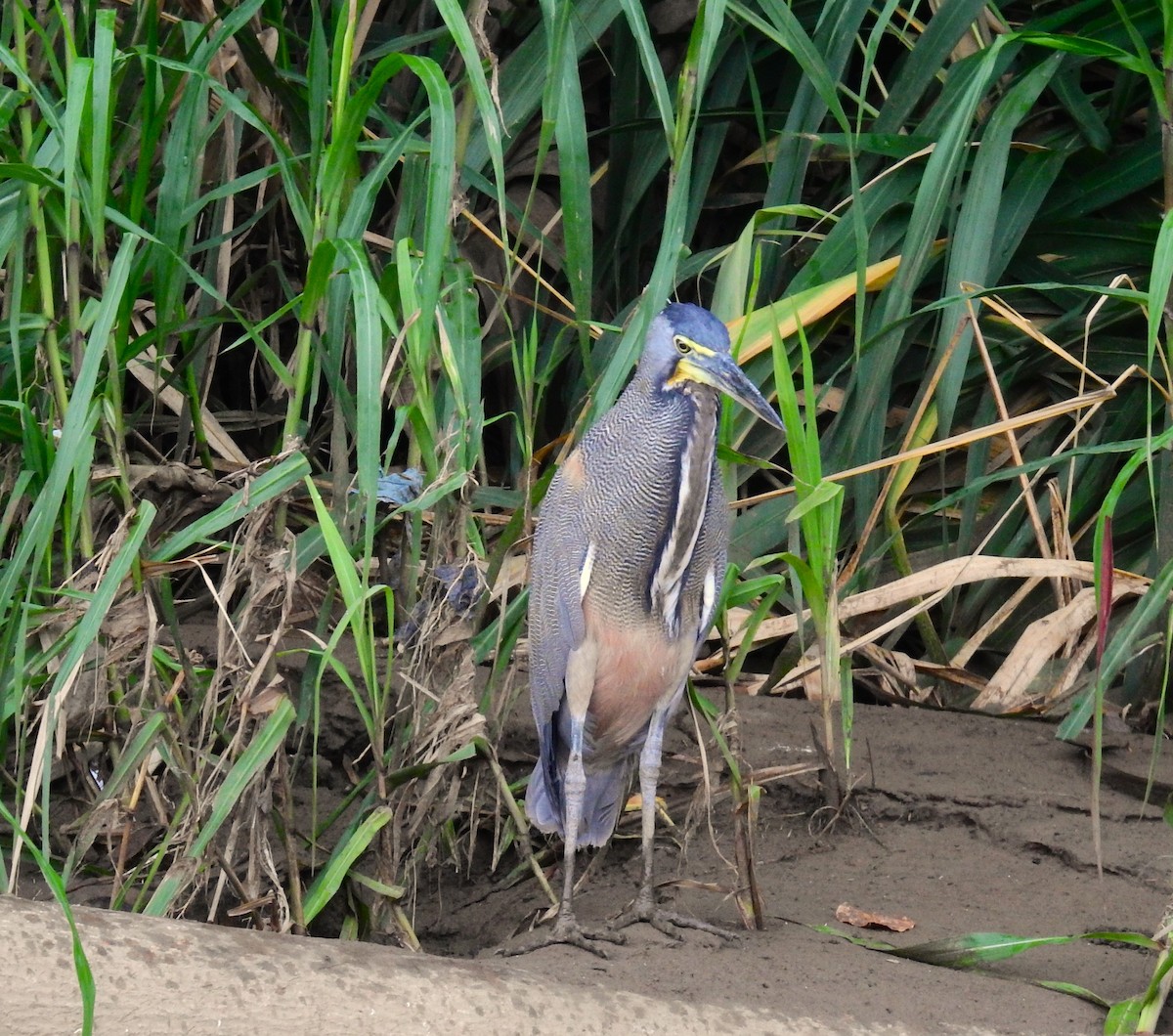 Green Heron - ML622095786