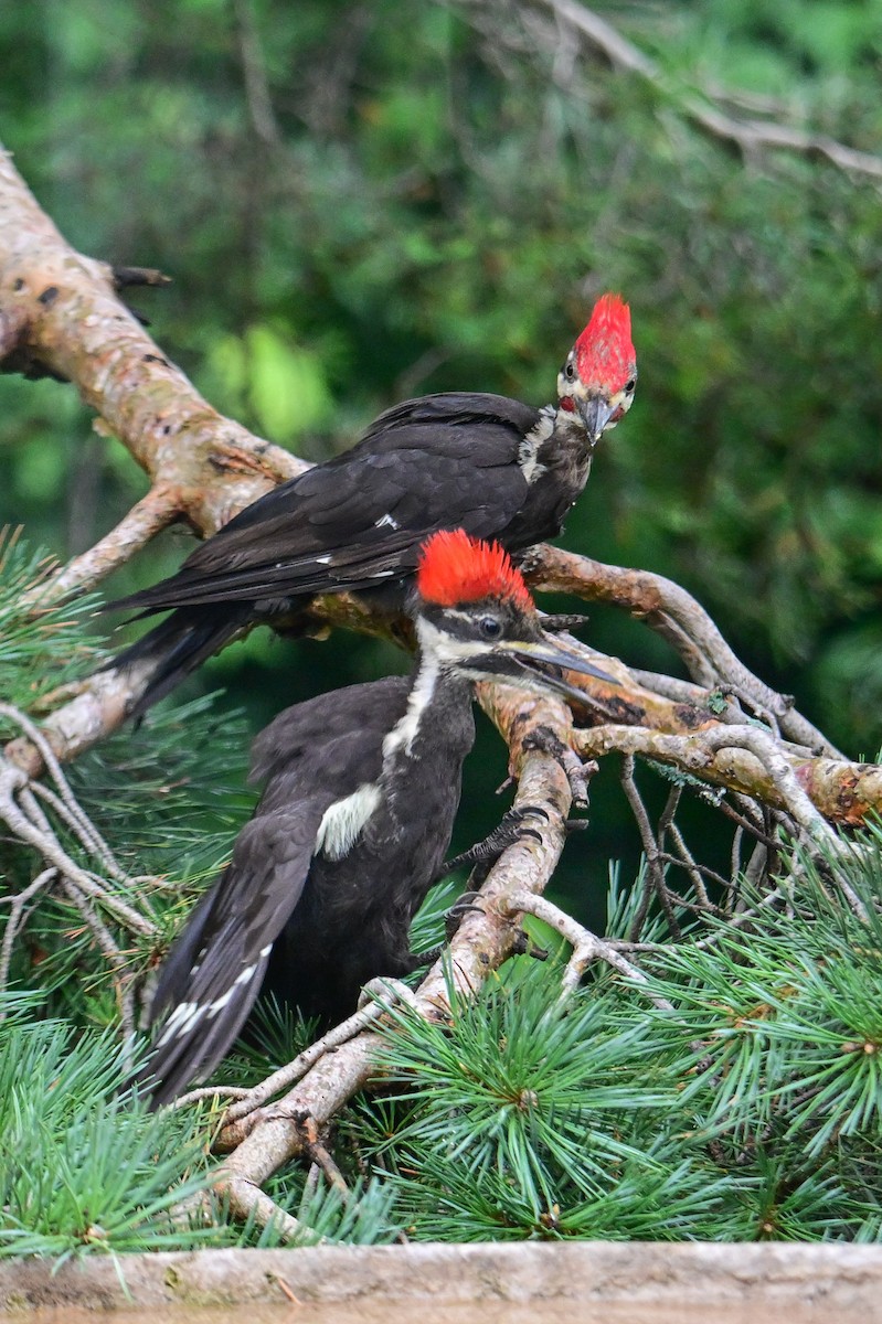 Pileated Woodpecker - ML622095787