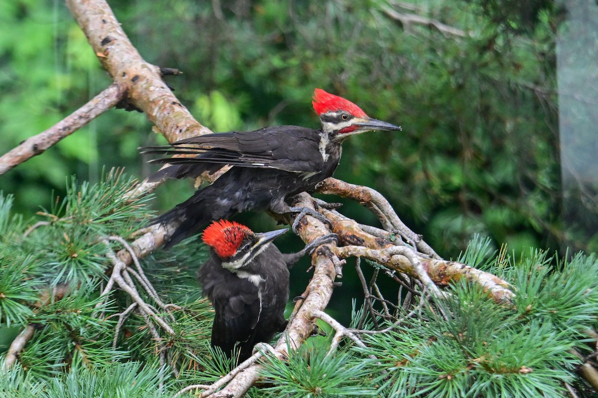 Pileated Woodpecker - ML622095789