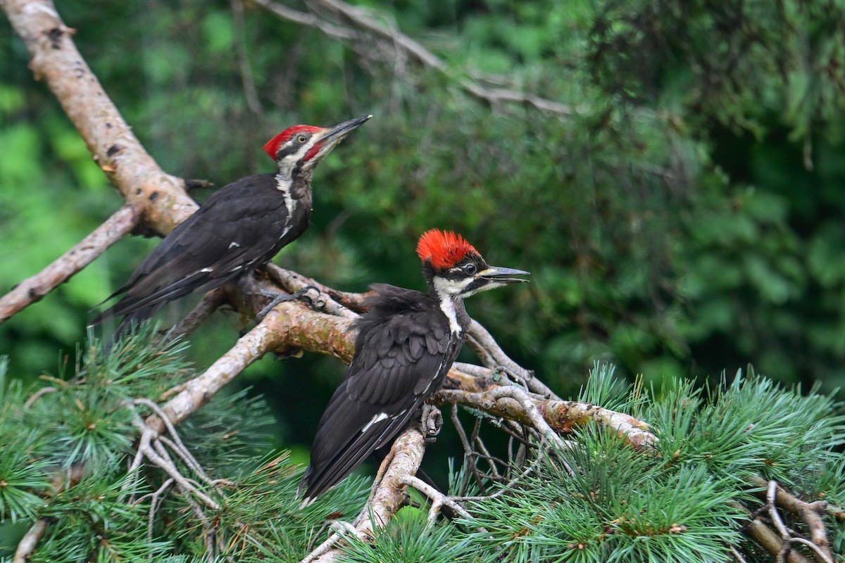 Pileated Woodpecker - ML622095790